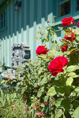 Fountain & Rose